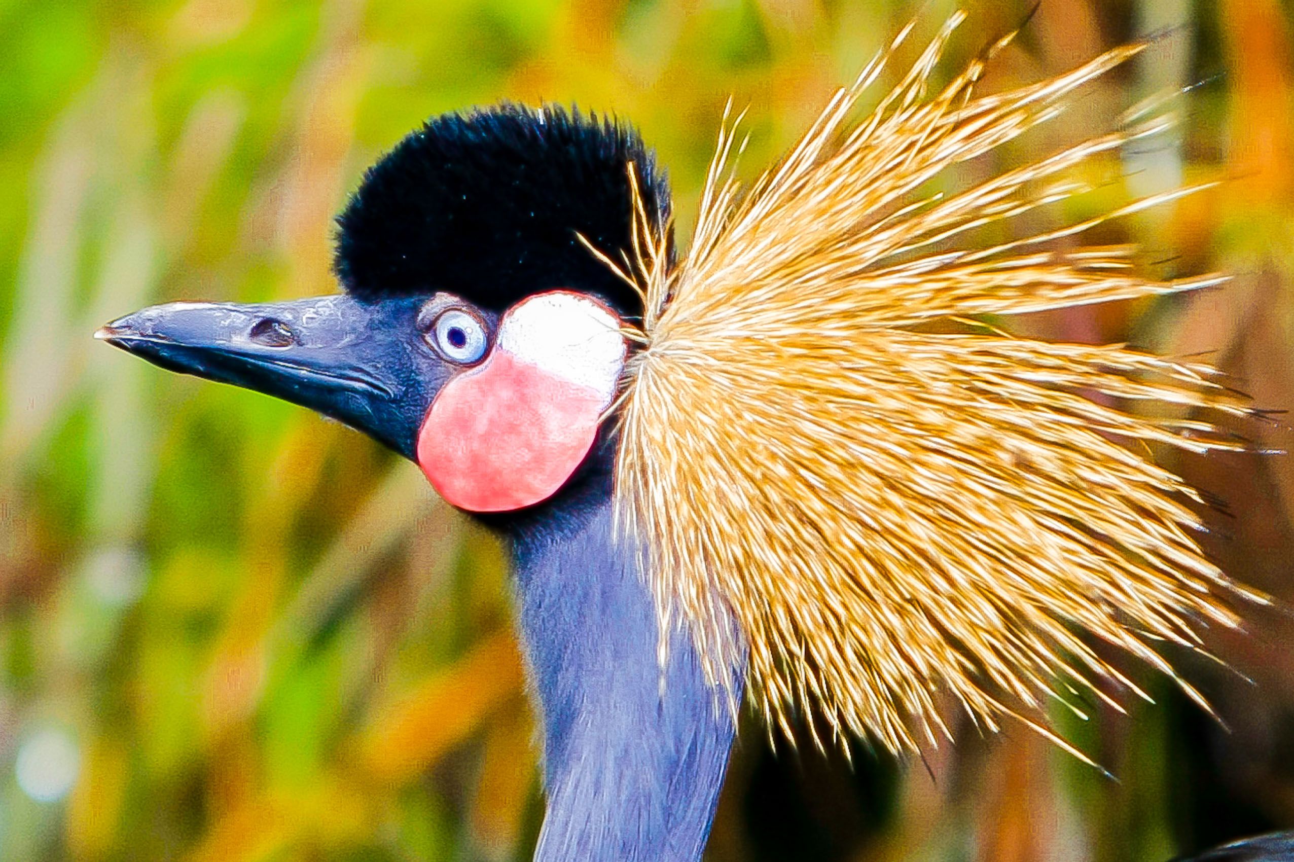 BIRDS OF SINGAPORE - Rollie Waters Photography